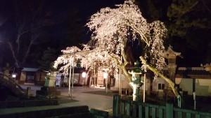 桜4.10③