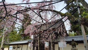 桜④