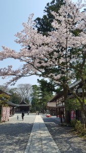 桜そば舎