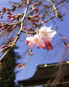 桜開花