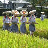 抜穂祭（ぬいぼさい）