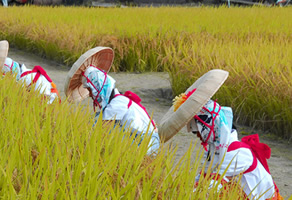 抜穂祭（ぬいぼさい）
