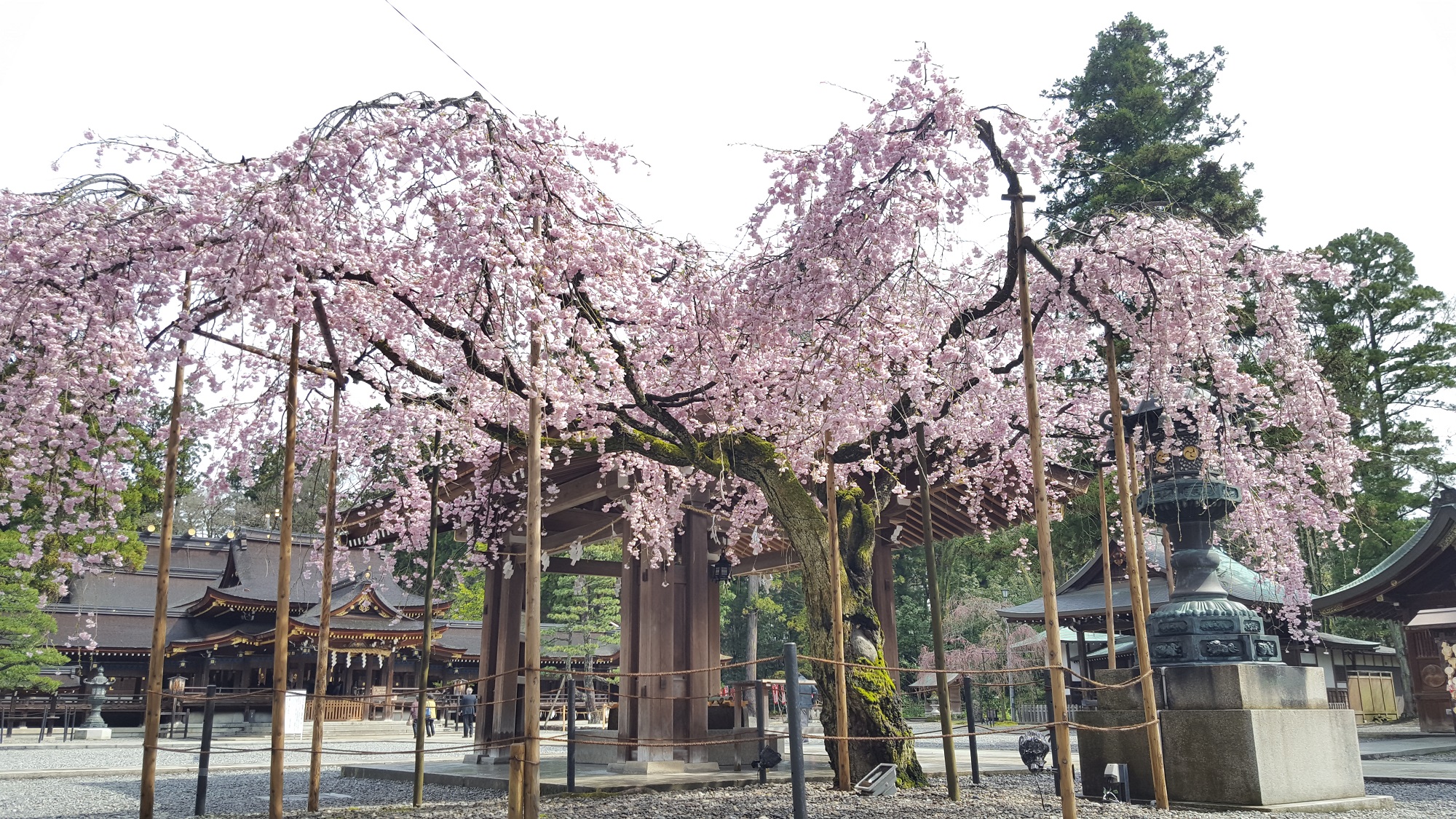 平成２９年　桜情報（見頃）
