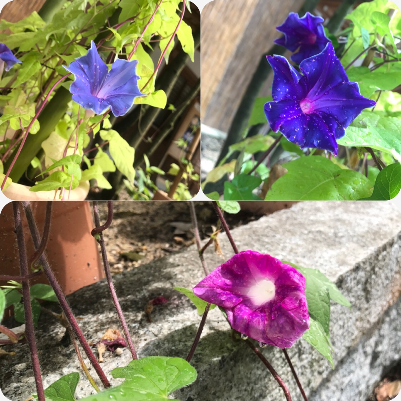朝顔咲きました